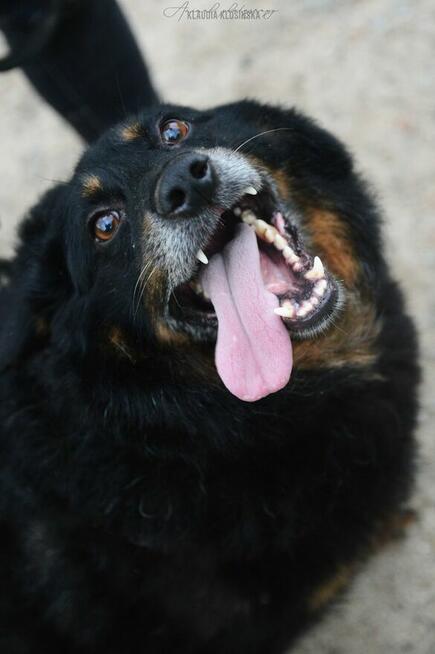 Dżeki - niekonfliktowy, wspaniały psiak szuka domu