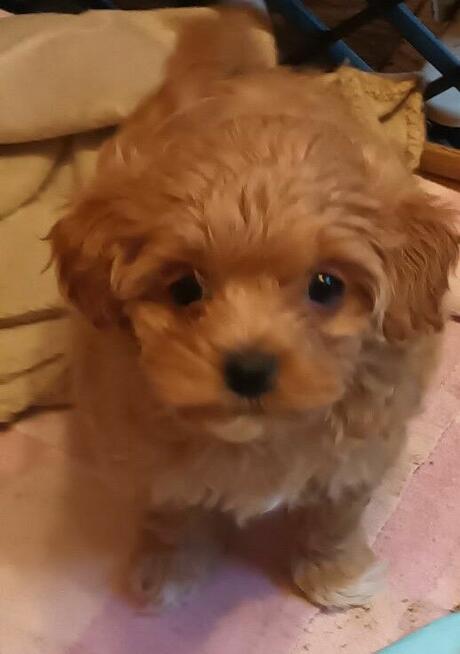 Sprzedam pieska(suczkę) rasy maltipoo-metryka, czip, zaszczep