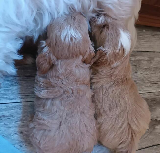 Sprzedam pieski rasy maltipoo z czipem, zaszczepione