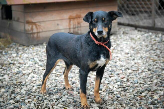 Puszek - psi anioł do pokochania!