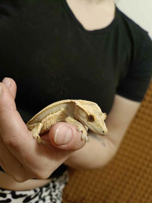 Hodowla gekonów orzęsionych samiec i dwie samice, 3 terraria