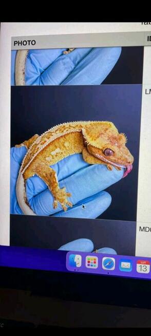 Hodowla gekonów orzęsionych samiec i dwie samice, 3 terraria