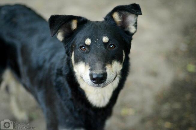 Pixel - wesoły, łagodny psiak szuka domu!
