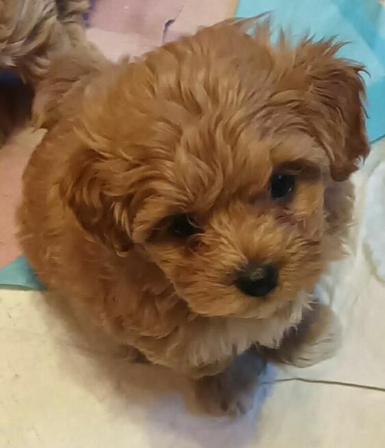 Sprzedam pieska-suczkę rasy maltipoo z czipem zaszczepiona