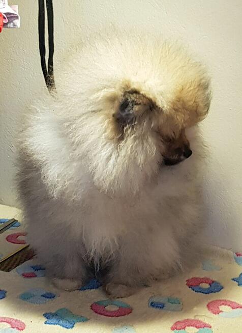 Piękne Pomeraniany ZKwP FCI