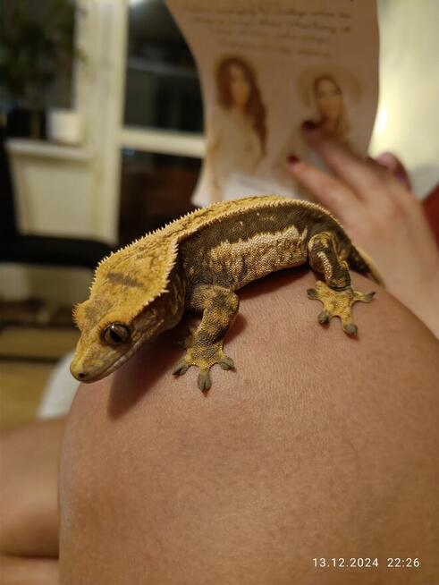 Hodowla gekonów orzęsionych samiec i dwie samice, 3 terraria