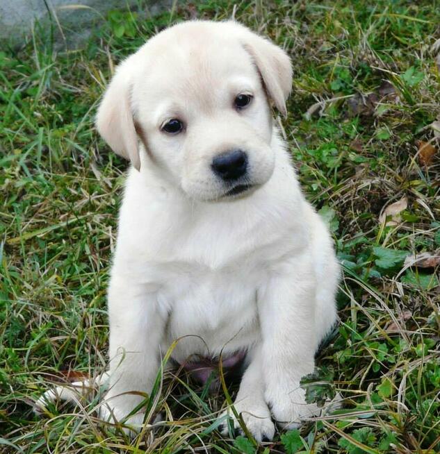 Labrador Retriever ZKwP FCI bad. genetyczne, po championie