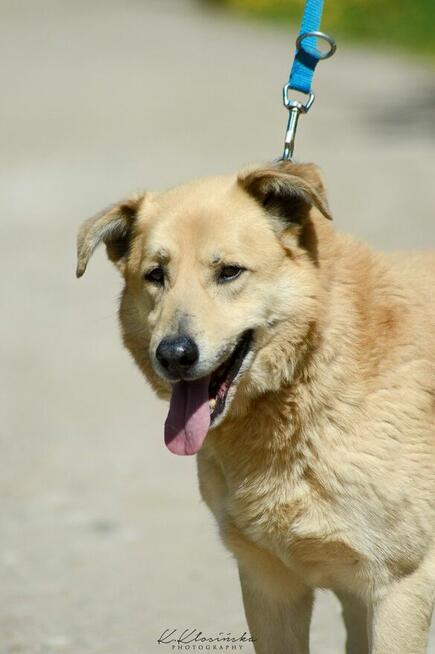 Dex - kochany, wierny pies szuka domu!