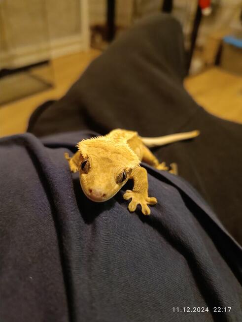 Hodowla gekonów orzęsionych samiec i dwie samice, 3 terraria