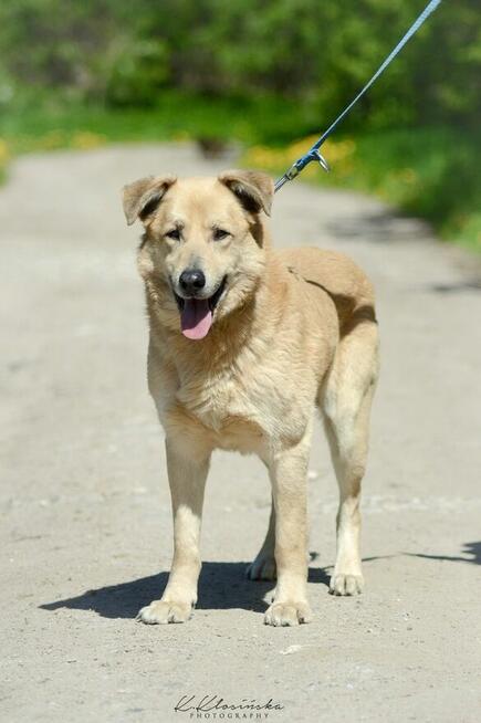 Dex - kochany, wierny pies szuka domu!