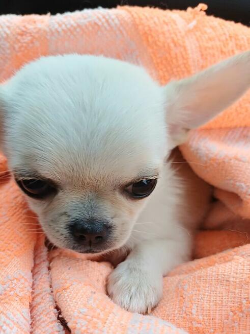 Unikatowa Chihuahua