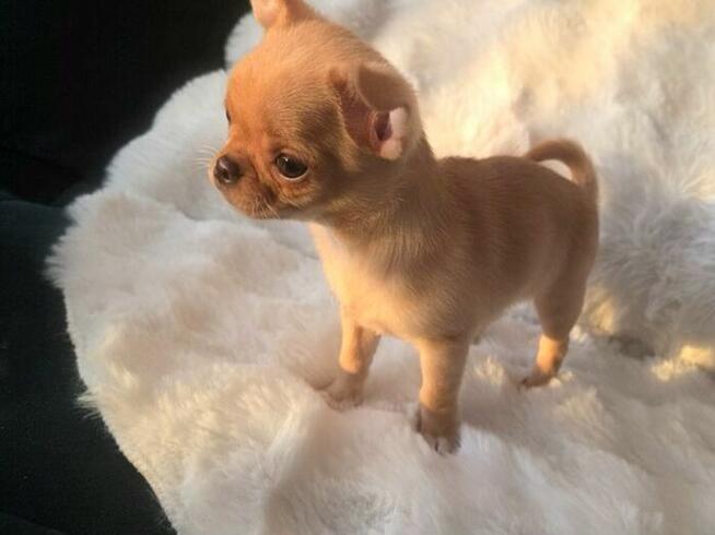 Chihuahua Beżowa Prześliczna