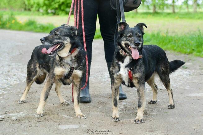Megi i Pegi, cudowne siostry BŁAGAJĄ o dom!