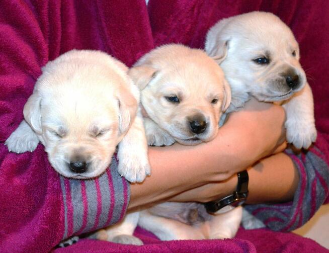 Labrador Retriever ZKwP FCI bad. genetyczne, po championie