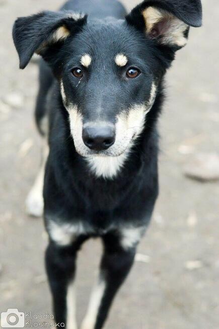 Pixel - wesoły, łagodny psiak szuka domu!