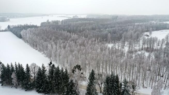 Działka leśna Harsz gm. Pozezdrze