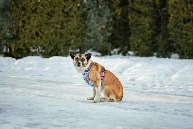 Zoja-porzucona, delikatna suczka czeka na dom-adopcja