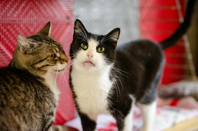 Dany - domowy, wychowany, wesoły kotek!