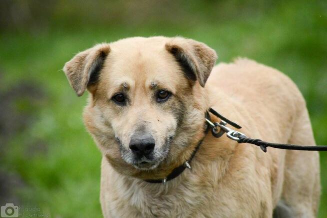 Dex - kochany, wierny pies szuka domu!