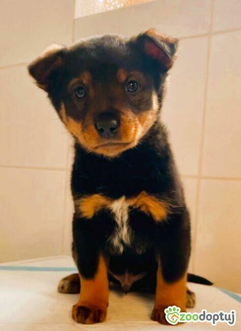 KACPEREK - piękny, mały szczeniak szuka domu