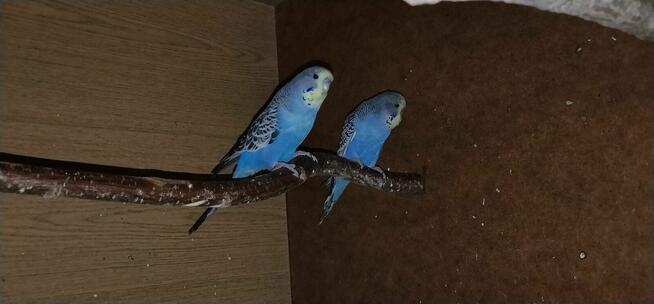 Papużki faliste standard 2025