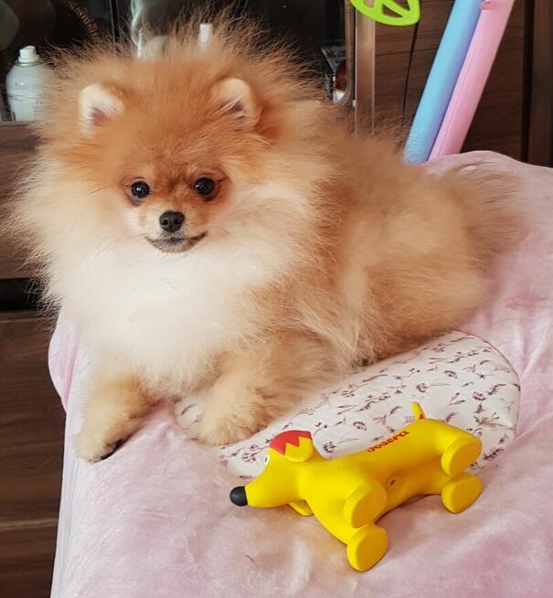 Piękne Pomeraniany ZKwP FCI