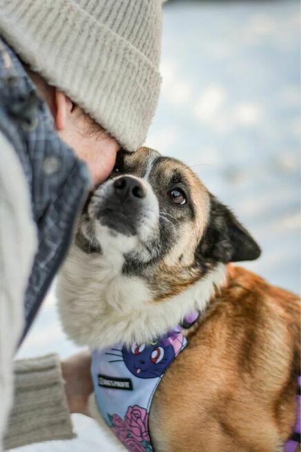 Zoja-porzucona, delikatna suczka czeka na dom-adopcja