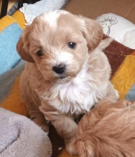 Sprzedam pieski rasy maltipoo z metryka, czipem, zaszczepione