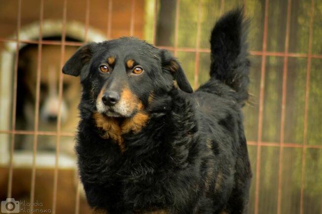 Dżeki - niekonfliktowy, wspaniały psiak szuka domu