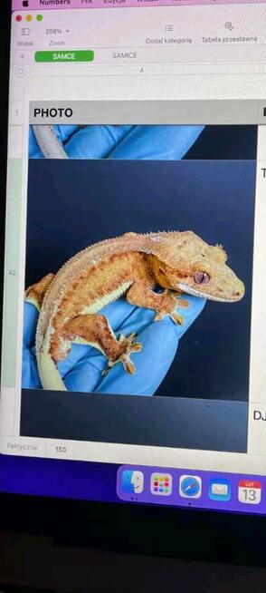 Hodowla gekonów orzęsionych samiec i dwie samice, 3 terraria