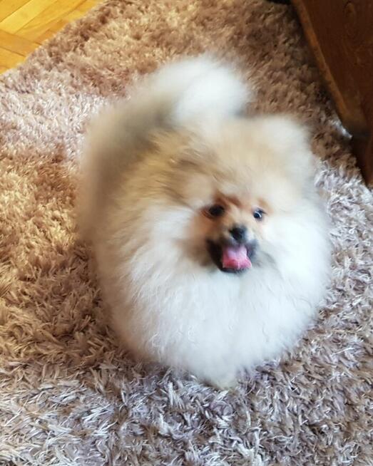 Piękne Pomeraniany ZKwP FCI