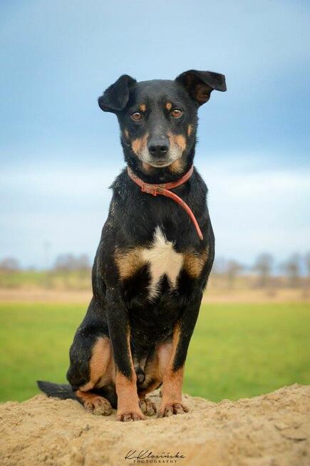 Puszek - psi anioł do pokochania!