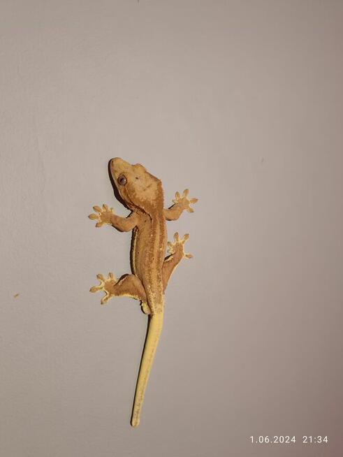 Hodowla gekonów orzęsionych samiec i dwie samice, 3 terraria