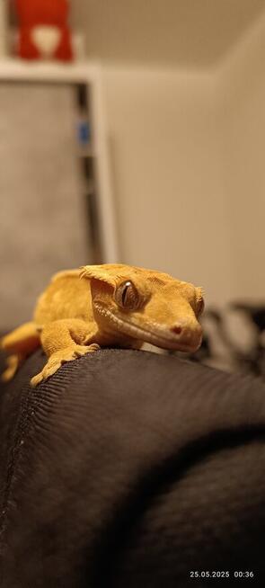 Hodowla gekonów orzęsionych samiec i dwie samice, 3 terraria