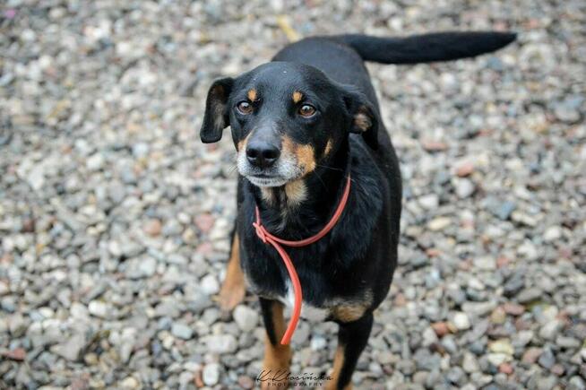 Puszek - psi anioł do pokochania!