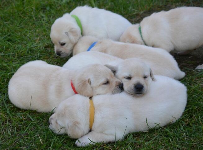 Labrador Retriever ZKwP FCI bad. genetyczne, po championie