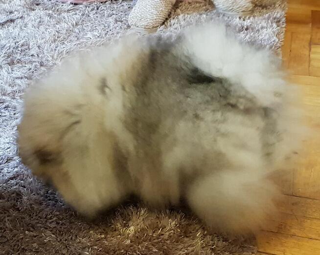 Piękne Pomeraniany ZKwP FCI