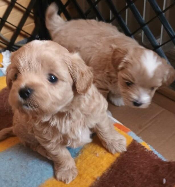 Sprzedam pieski rasy maltipoo z czipem, zaszczepione