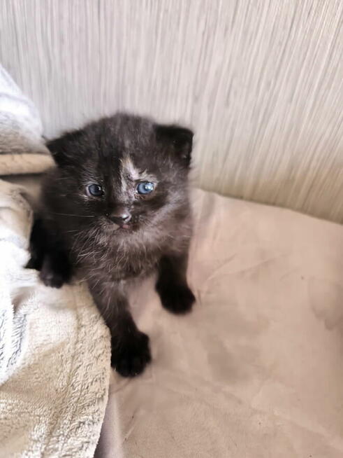 Kocięta brytyjskie szaro-ciemne mieszanka