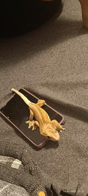 Hodowla gekonów orzęsionych samiec i dwie samice, 3 terraria