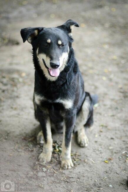 Pixel - wesoły, łagodny psiak szuka domu!