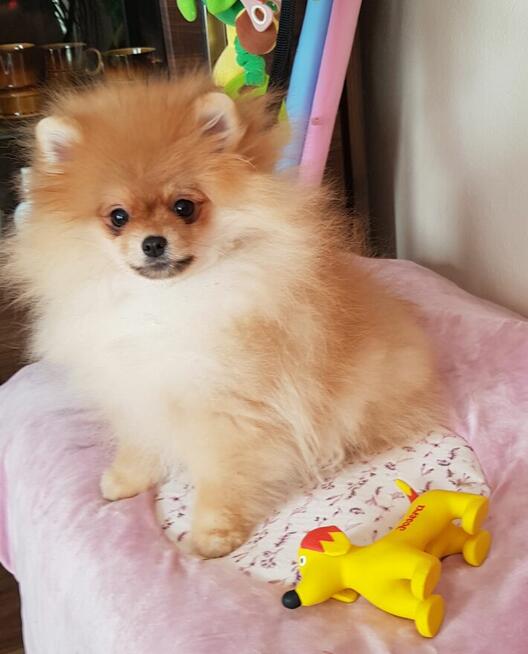 Piękne Pomeraniany ZKwP FCI