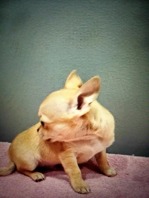 Chihuahua Beżowa Prześliczna