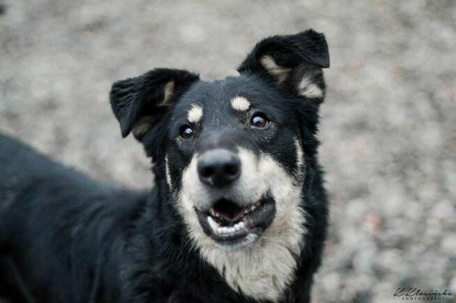 Pixel - wesoły, łagodny psiak szuka domu!