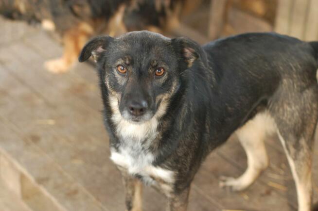 Megi i Pegi, cudowne siostry BŁAGAJĄ o dom!