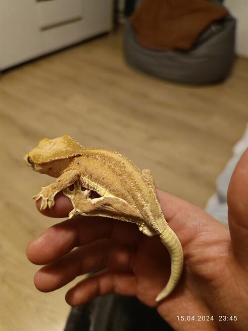 Hodowla gekonów orzęsionych samiec i dwie samice, 3 terraria