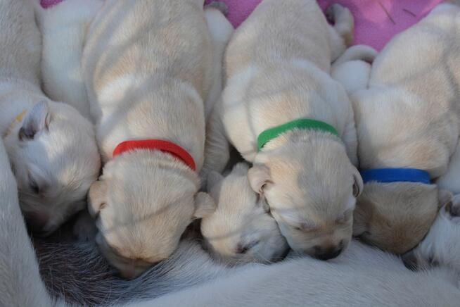 Labrador Retriever ZKwP FCI bad. genetyczne, po championie