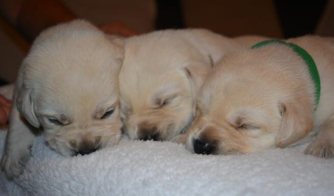 Labrador Retriever ZKwP FCI bad. genetyczne, po championie