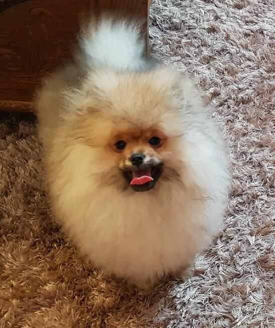 Piękne Pomeraniany ZKwP FCI