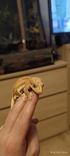 Hodowla gekonów orzęsionych samiec i dwie samice, 3 terraria